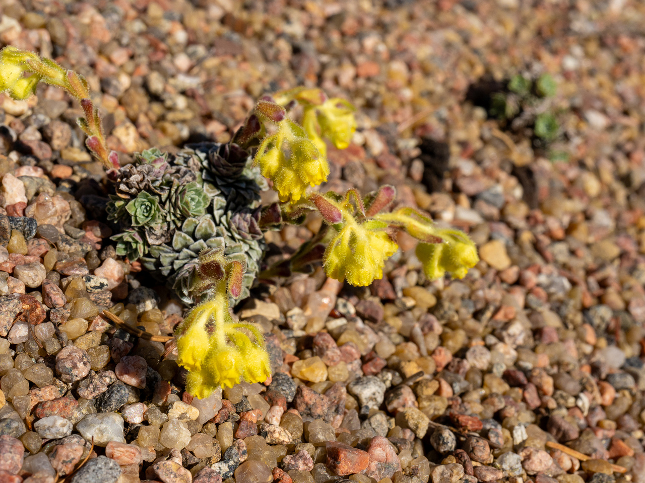 Камнеломка-жёлто-зелёная_Saxifraga-luteo-viridis_1-1