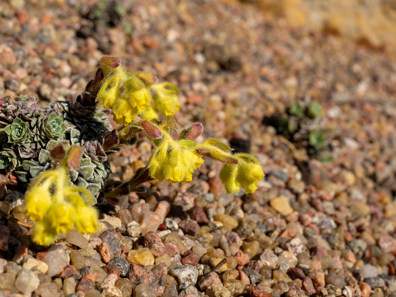 Камнеломка-жёлто-зелёная_Saxifraga-luteo-viridis_1-6