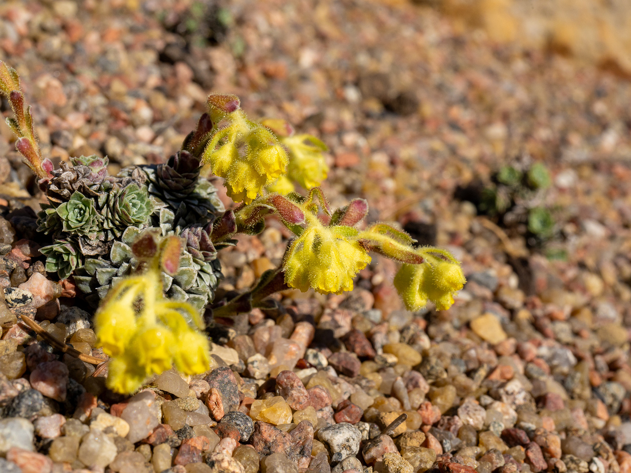 Камнеломка-жёлто-зелёная_Saxifraga-luteo-viridis_1-8