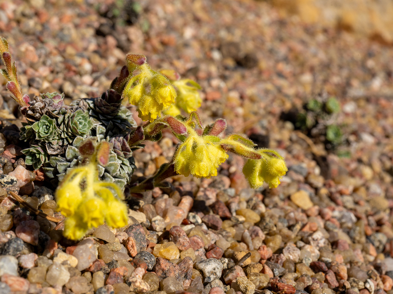 _Камнеломка-жёлто-зелёная_Saxifraga-luteo-viridis_1-7