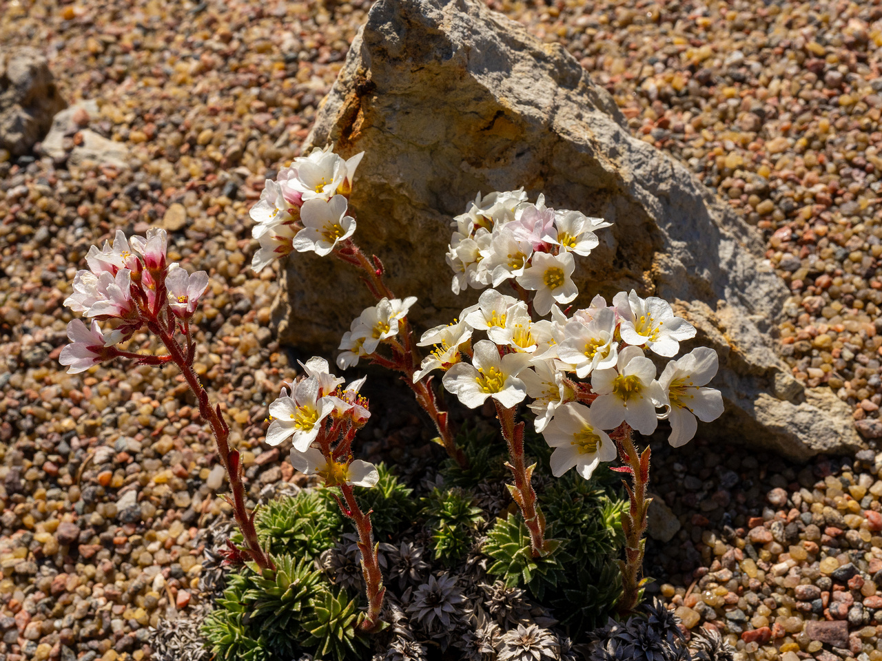 Камнеломка-скардская_Saxifraga-scardica_1-3