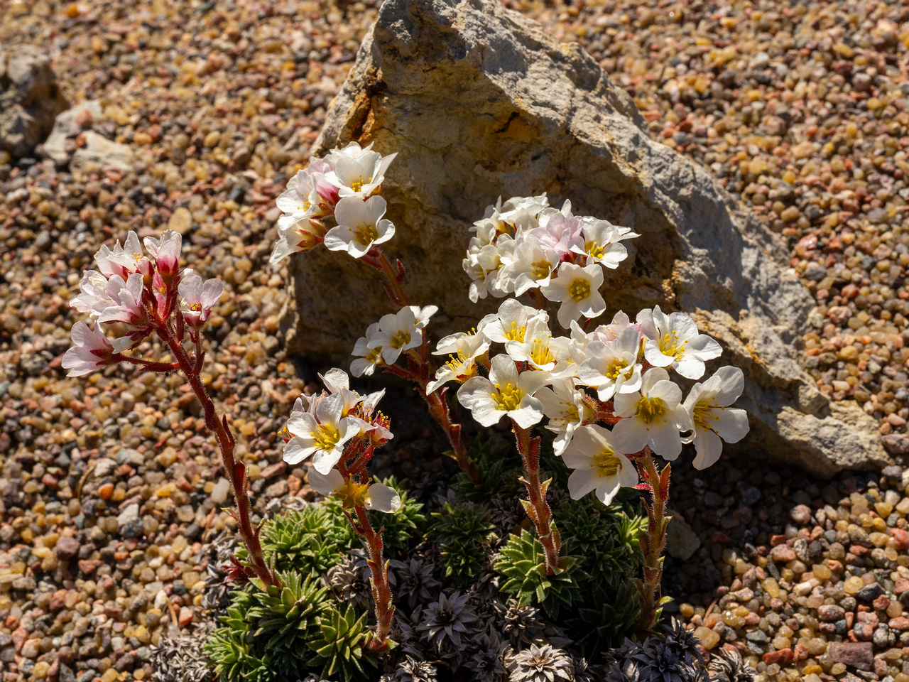 Камнеломка-скардская_Saxifraga-scardica_1-4