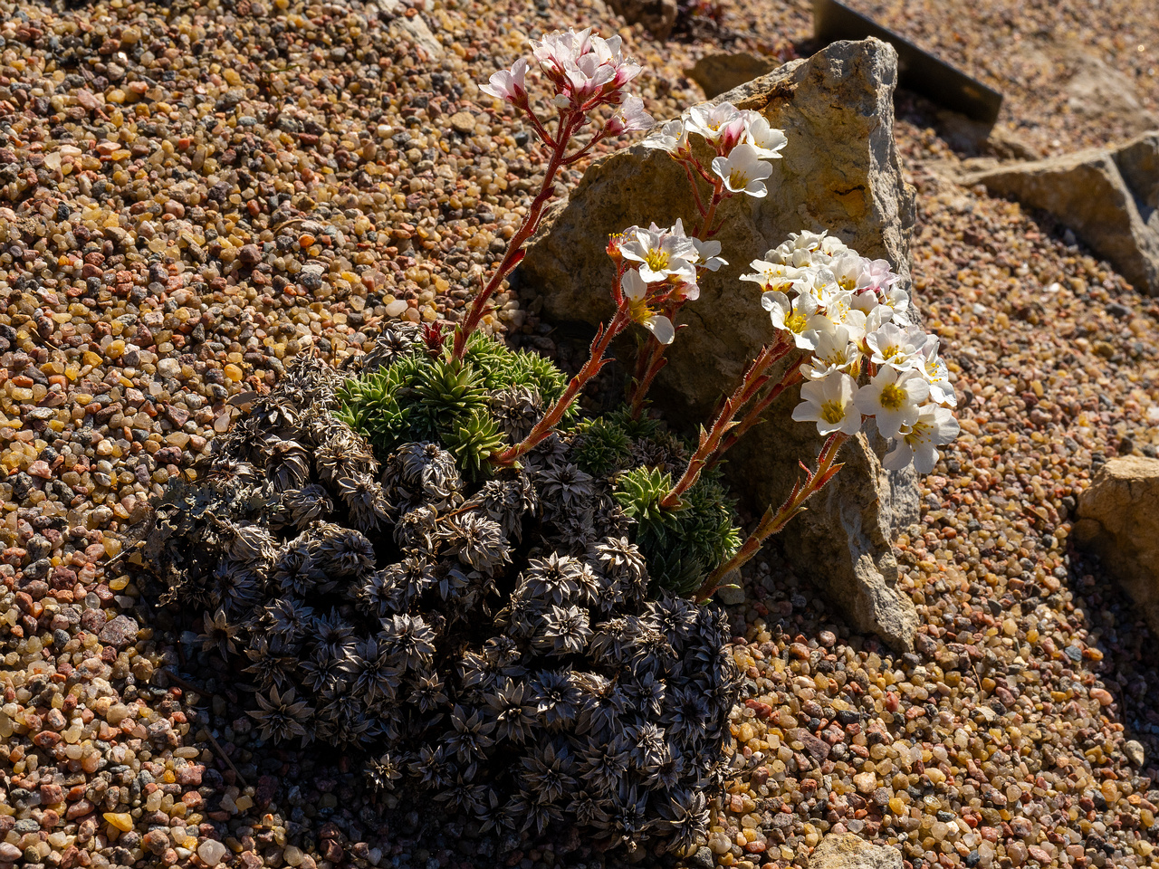 Камнеломка-скардская_Saxifraga-scardica_1-5