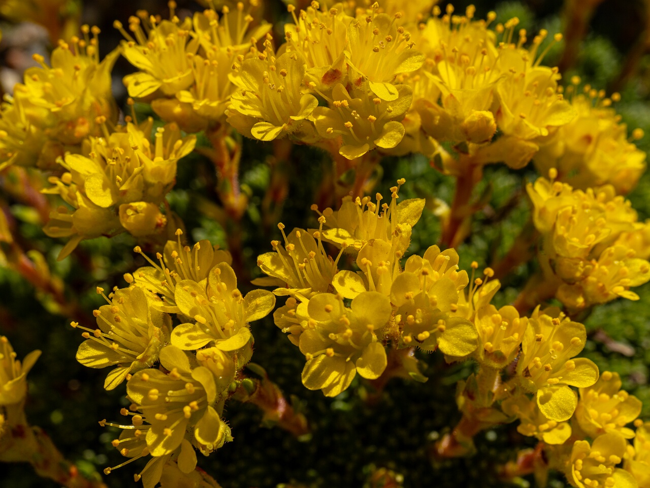 !Saxifraga × eudoxiana _2026-04-18_1-23