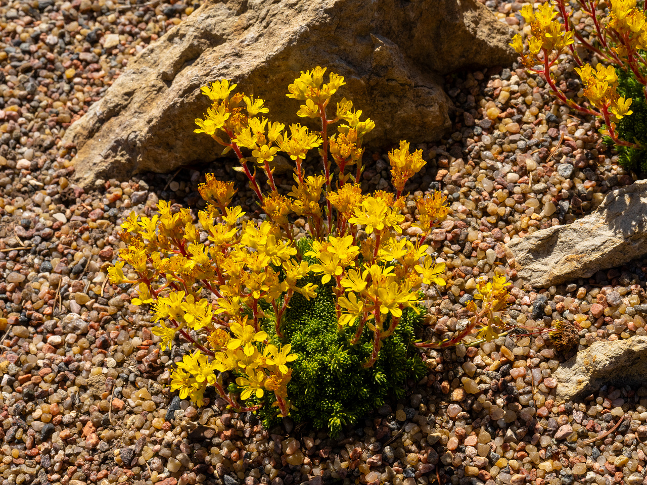 Камнеломка-x-Эудокса_Saxifraga-x-eudoxiana_1-1