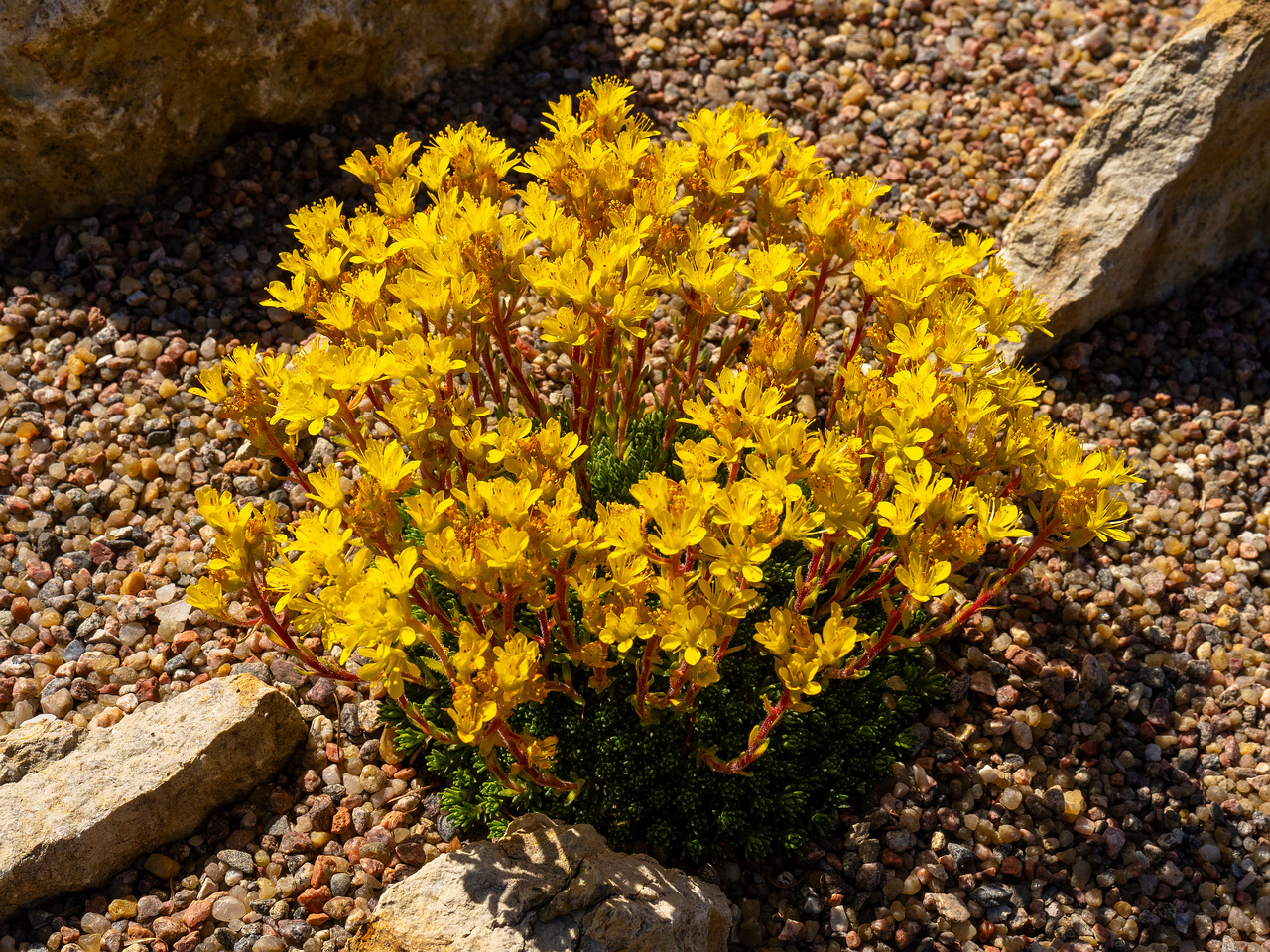 Камнеломка-x-Эудокса_Saxifraga-x-eudoxiana_1-2