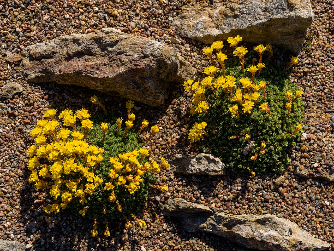 Saxifraga × eudoxiana _2026-04-18_1-17