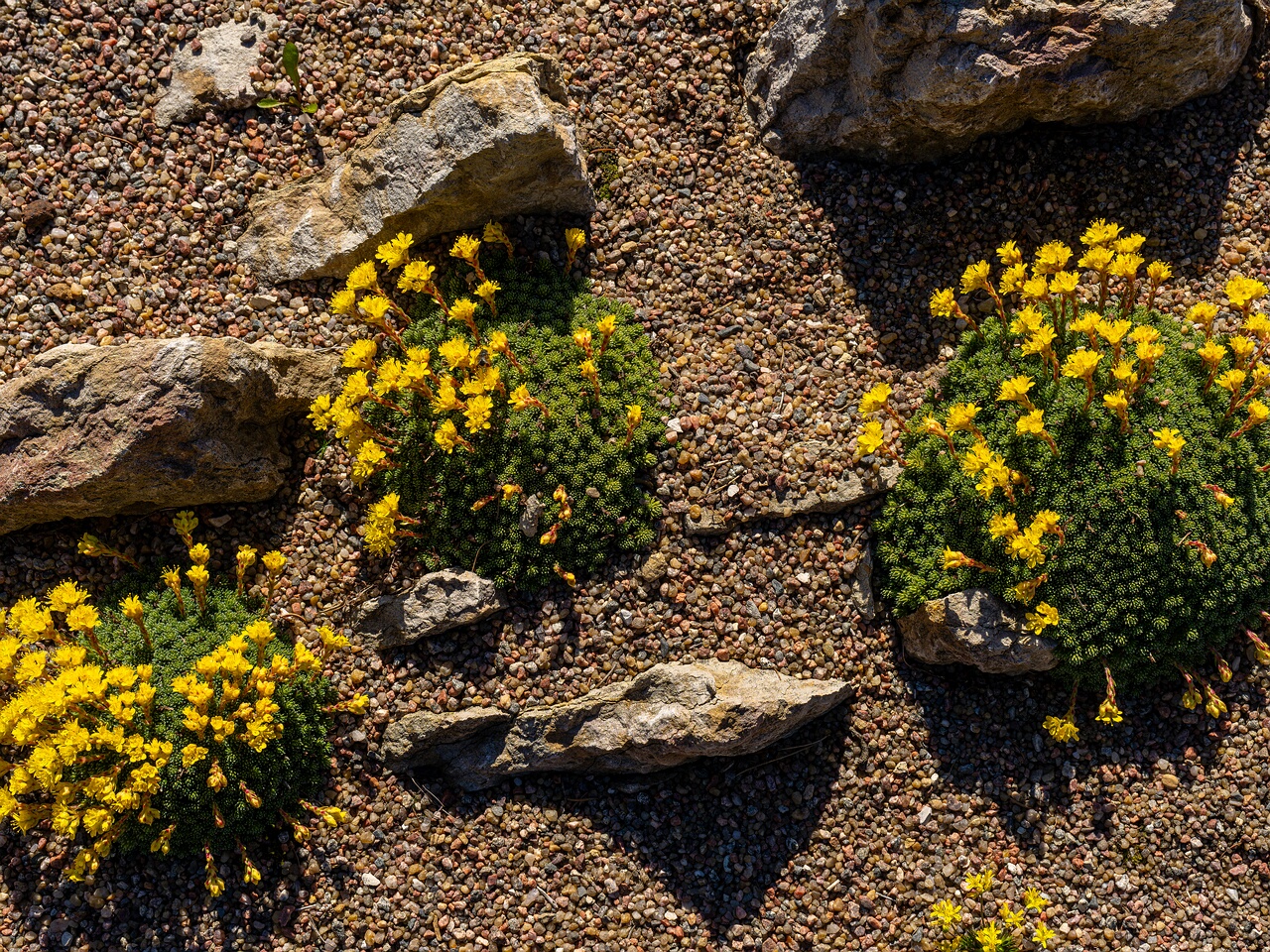 Saxifraga × eudoxiana _2026-04-18_1-18