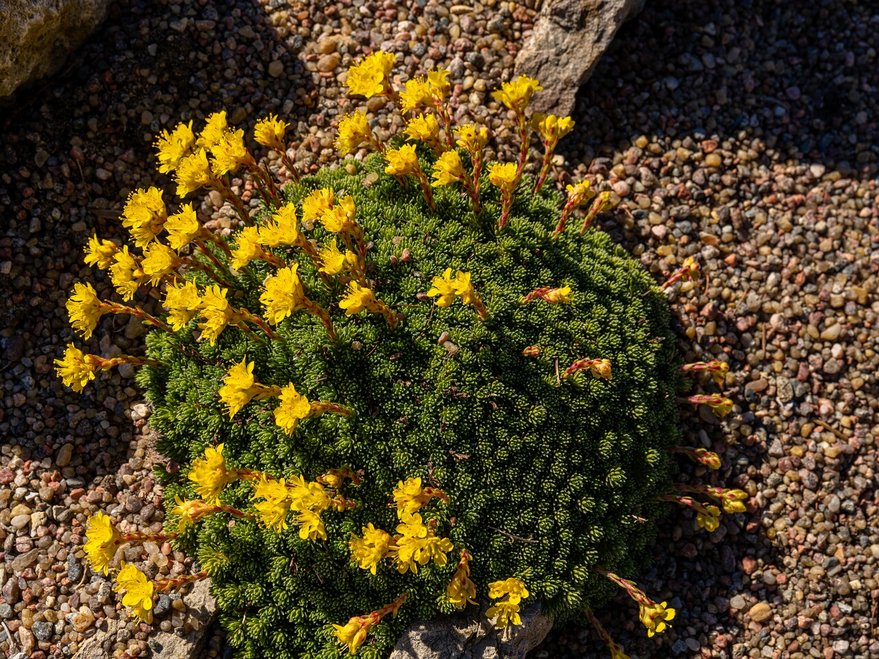 Saxifraga × eudoxiana _2026-04-18_1-19