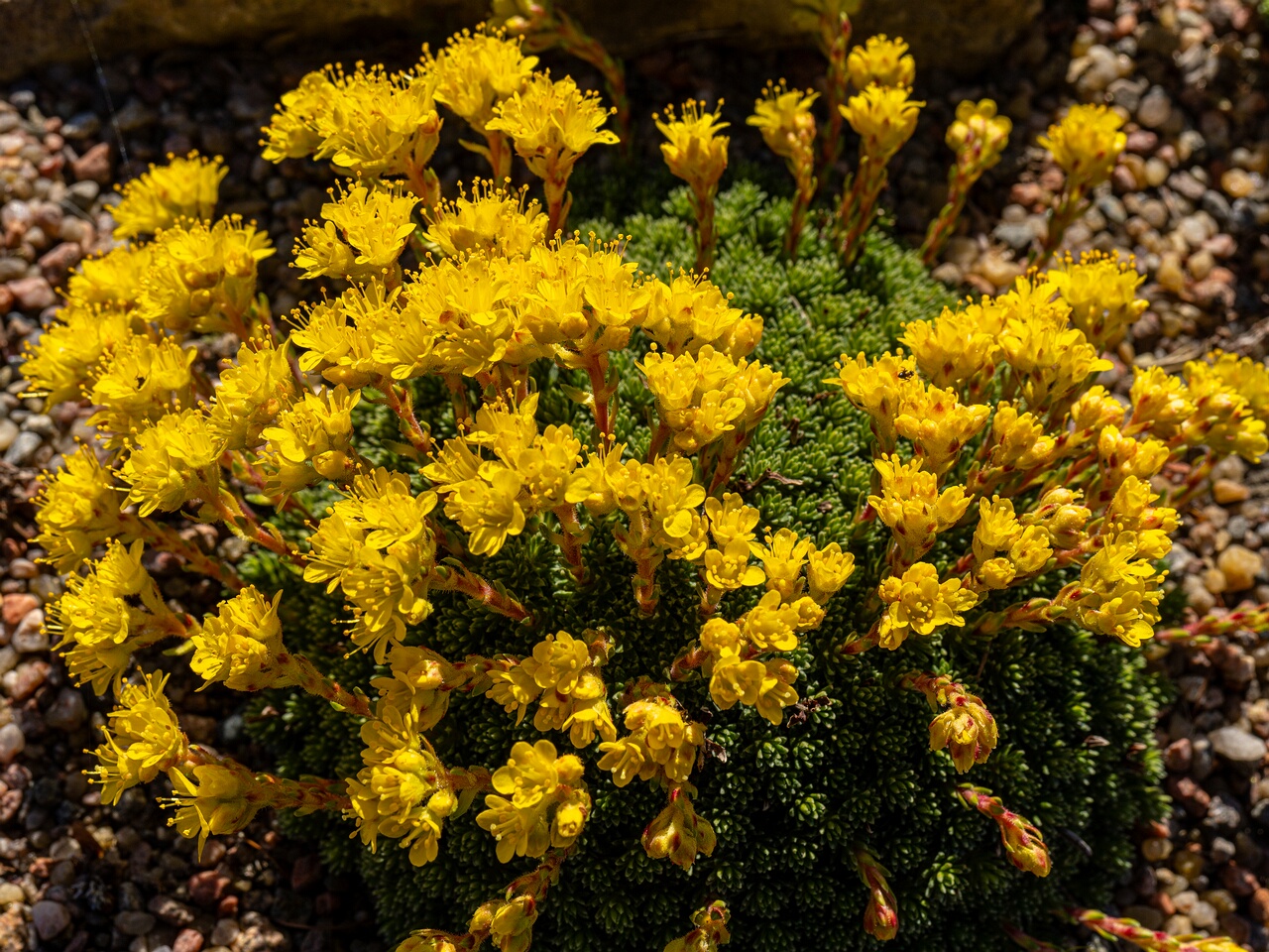 Saxifraga × eudoxiana _2026-04-18_1-20