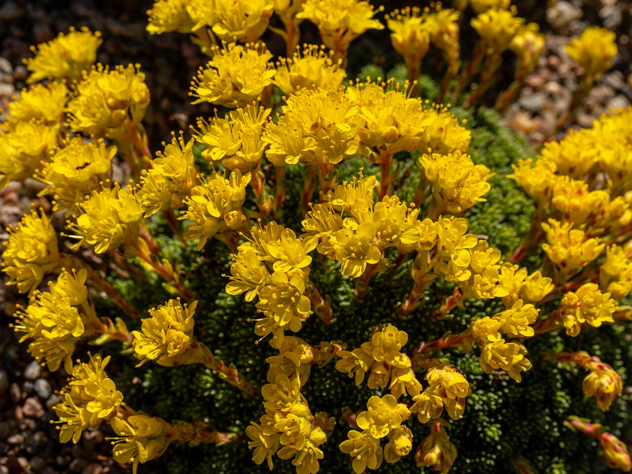 Saxifraga × eudoxiana _2026-04-18_1-22