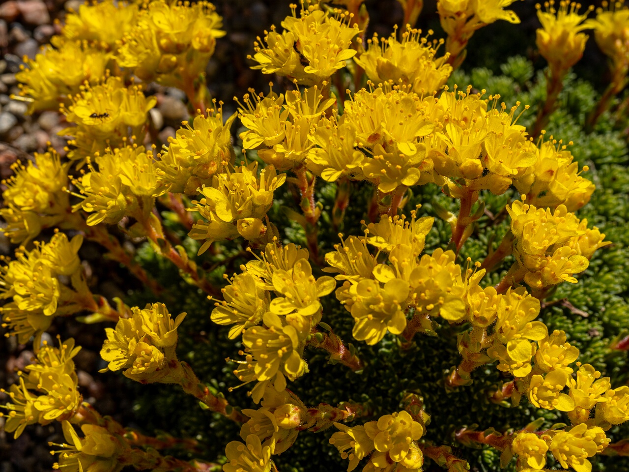 Saxifraga × eudoxiana _2026-04-18_1-24