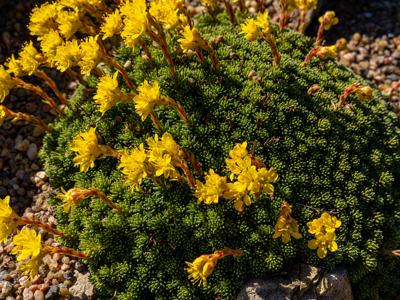 Saxifraga × eudoxiana _2026-04-18_1-25