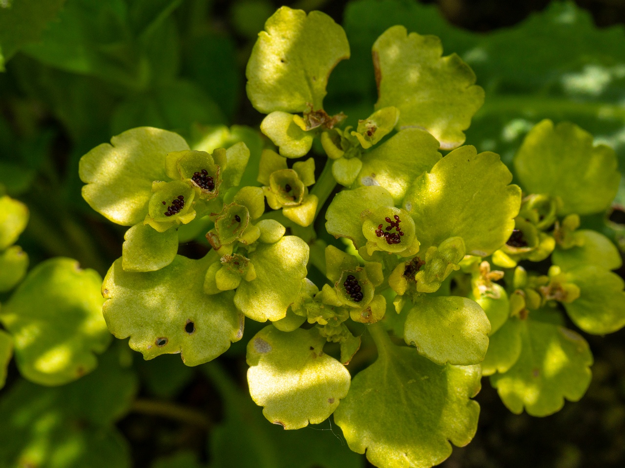 Chrysosplenium alternifolium _2025-06-01_1-1