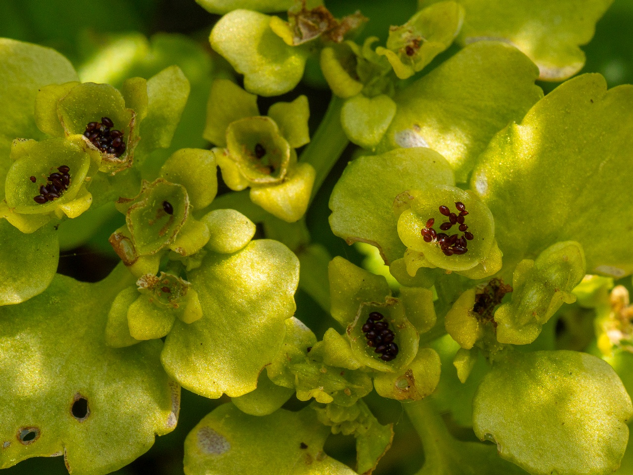 Chrysosplenium alternifolium _2025-06-01_1-2