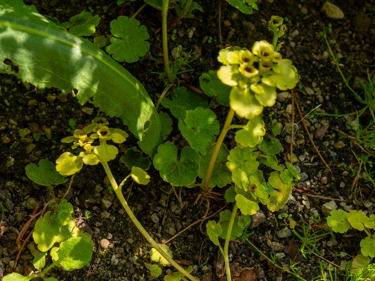 Chrysosplenium alternifolium _2025-06-01_1-3