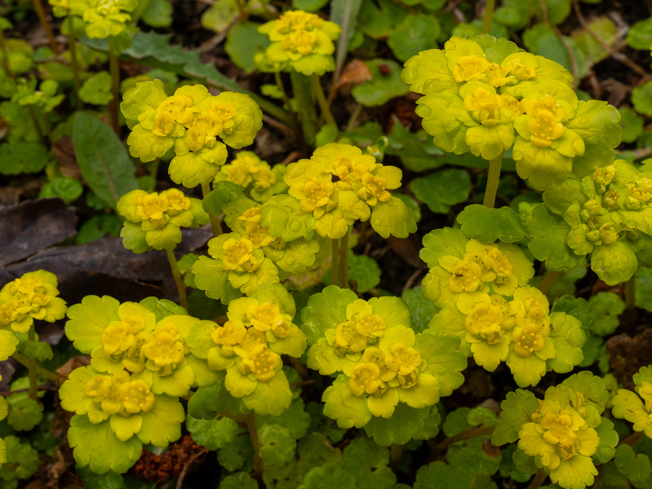 tallinn-botanical-garden-39