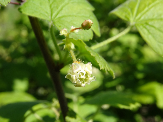 Крыжовник шиповниковидный - Ribes cynosbati