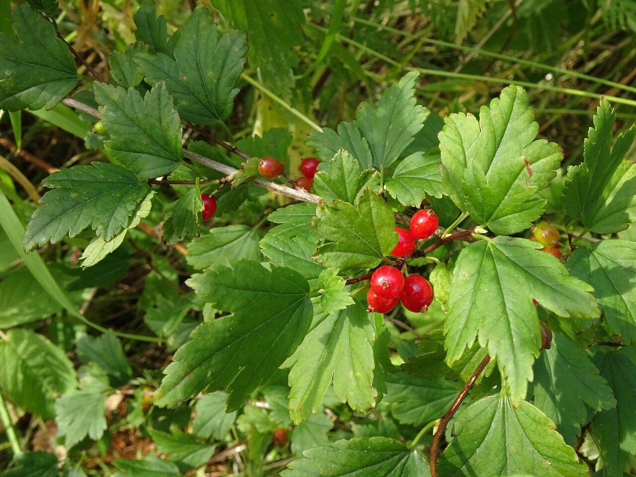 DSC09679