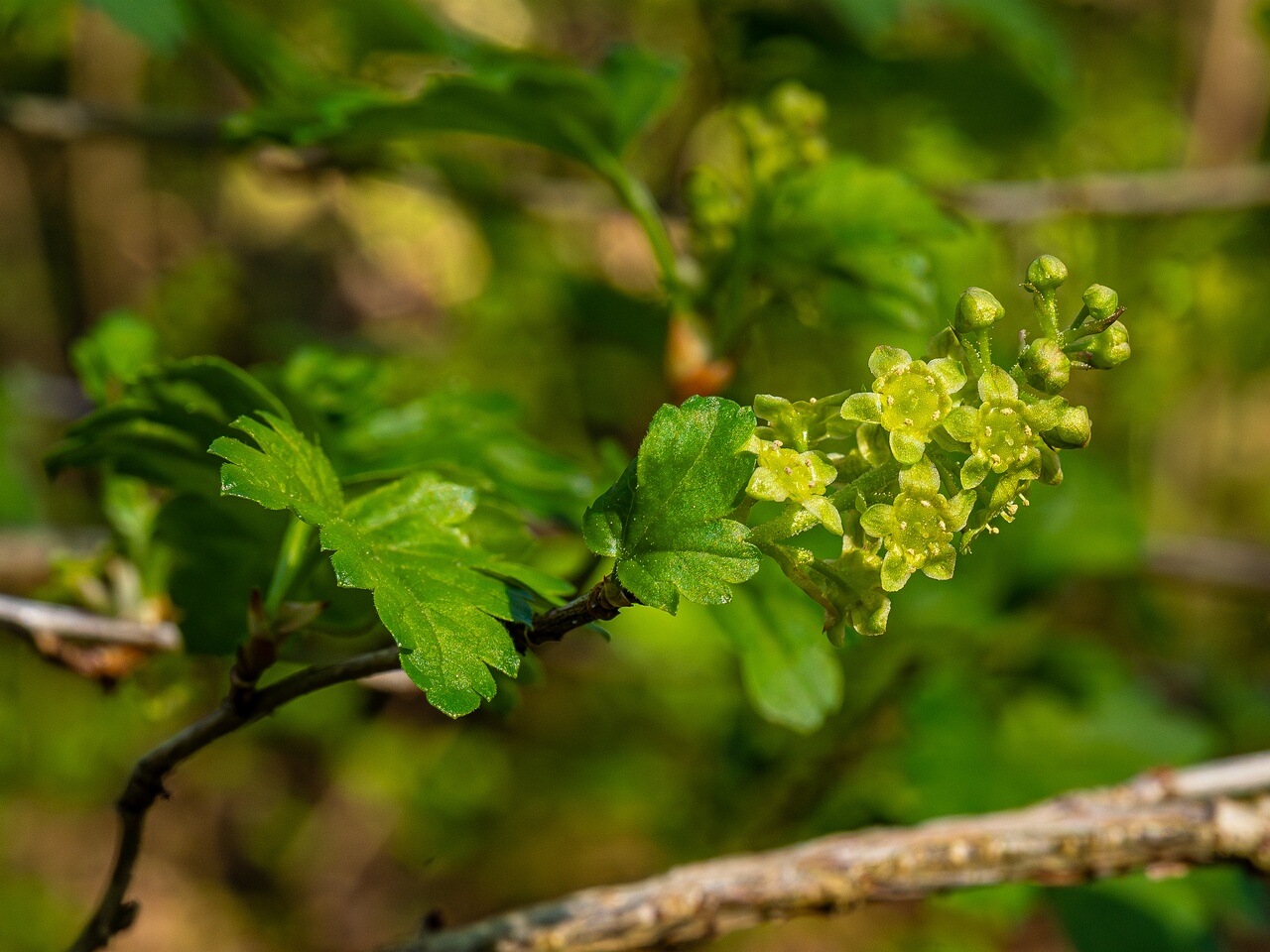 Ribes alpinum _2026-05-08_1-1