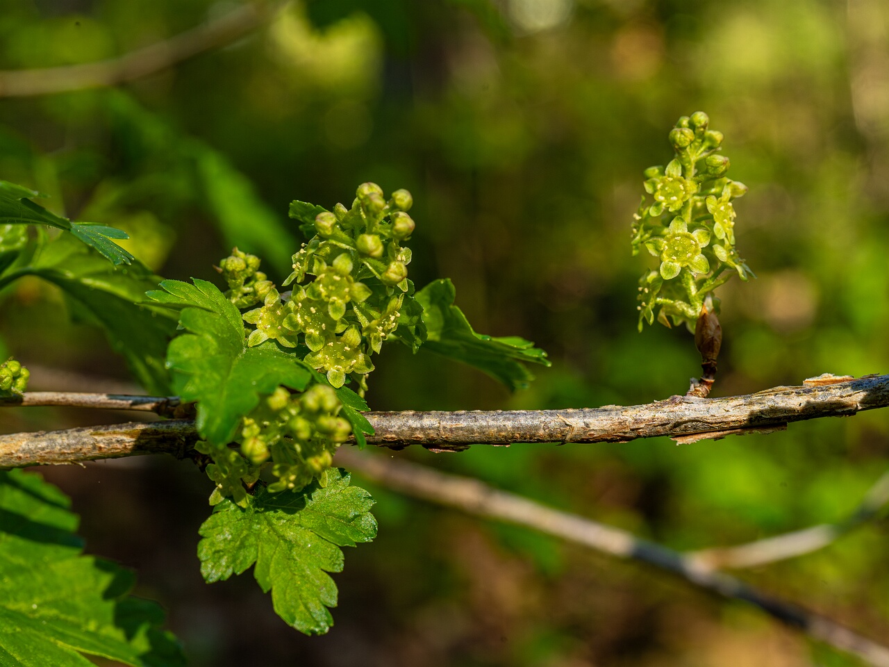 Ribes alpinum _2026-05-08_1-12