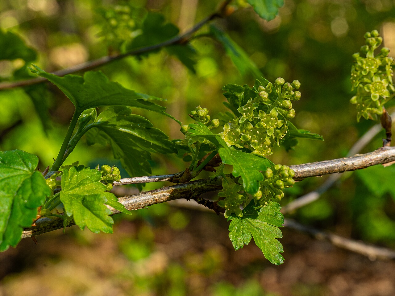 Ribes alpinum _2026-05-08_1-2