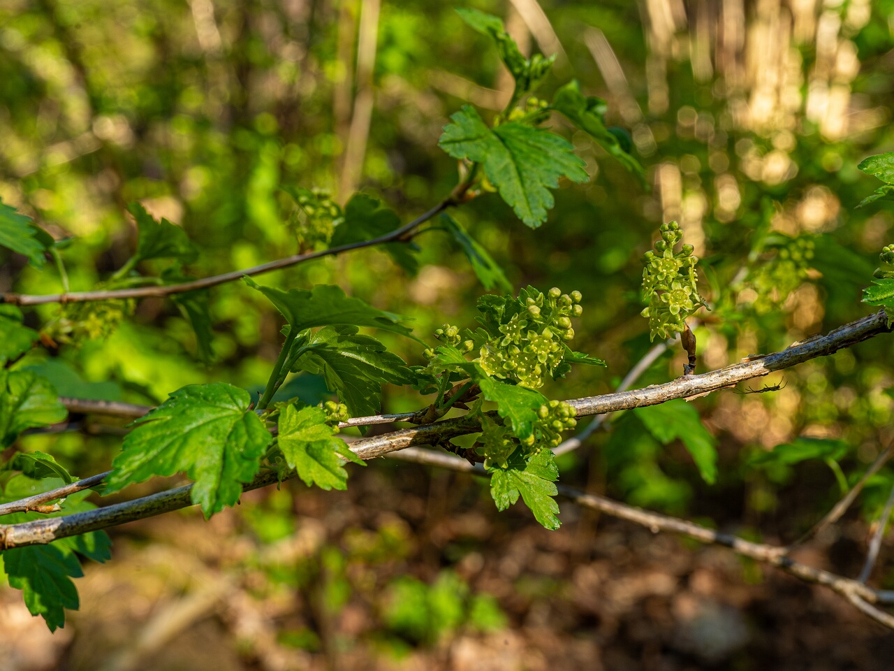 Ribes alpinum _2026-05-08_1-3