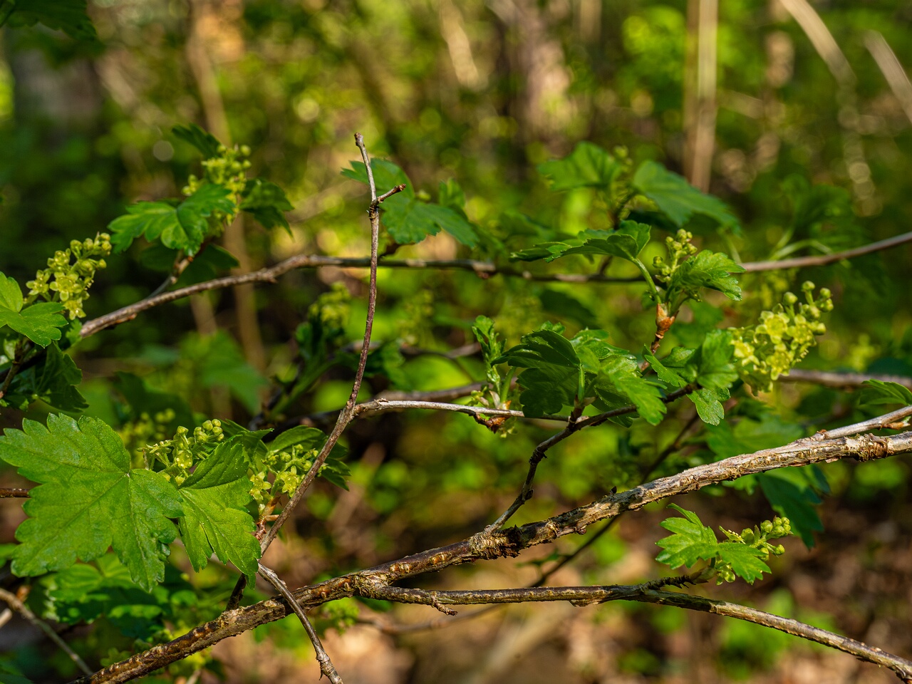 Ribes alpinum _2026-05-08_1-5