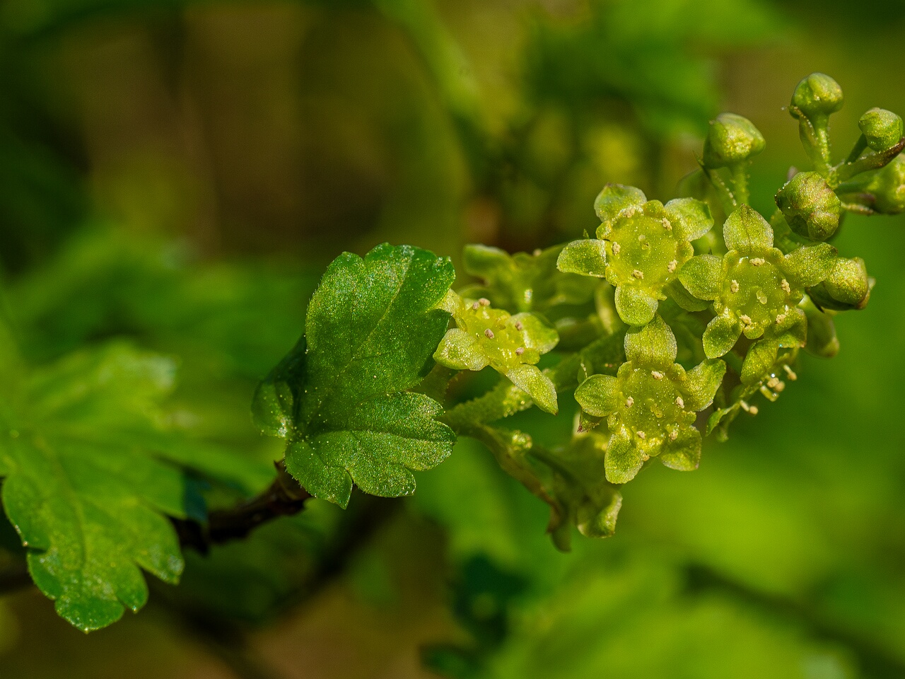 Ribes alpinum _2026-05-08_1-6