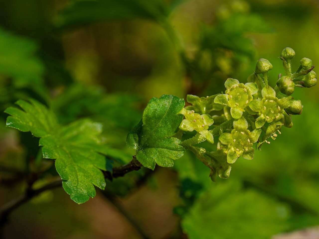 Ribes alpinum _2026-05-08_1-7