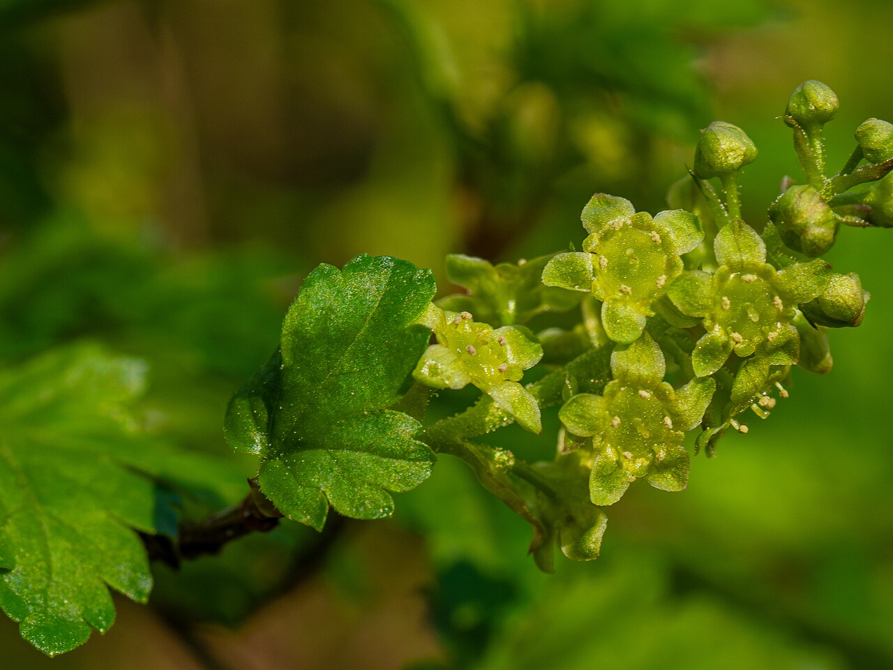 Ribes alpinum _2026-05-08_1-8