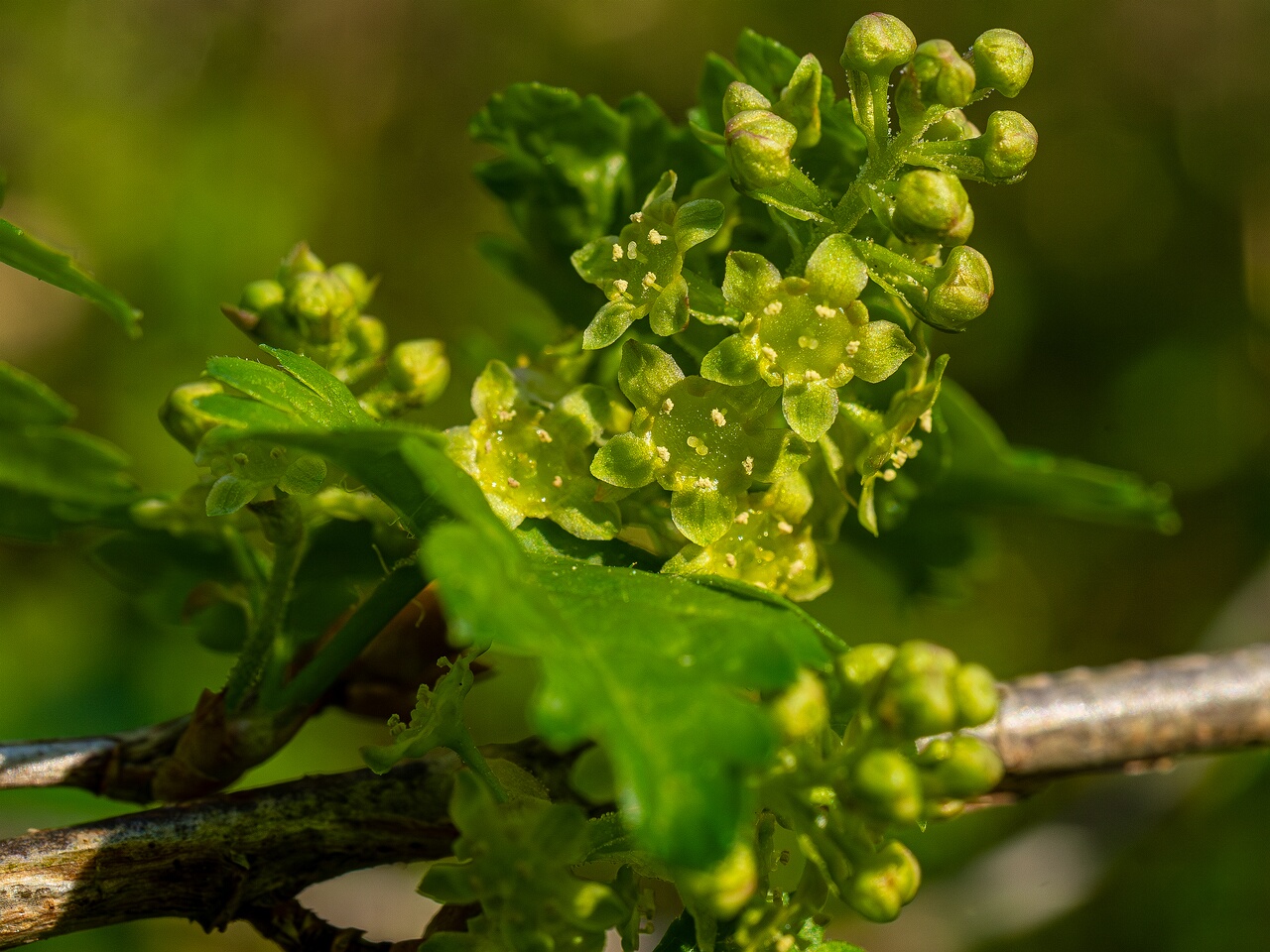 Ribes alpinum _2026-05-08_1-9