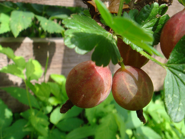 Крыжовник обыкновенный - Ribes uva-crispa