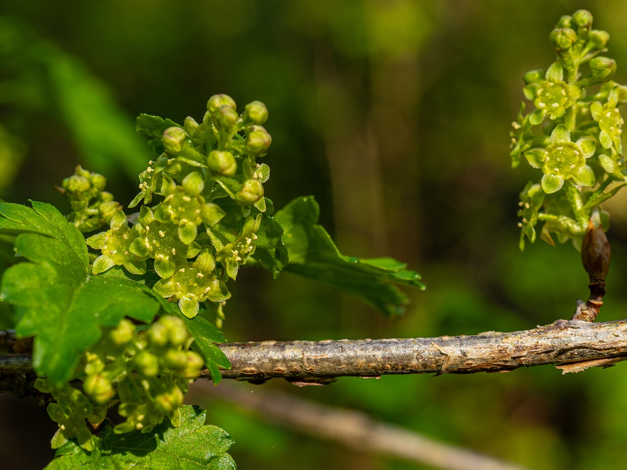 Смородина альпийская - Ribes alpinum
