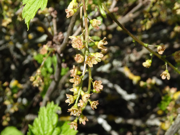 Смородина колосистая - Ribes spicatum