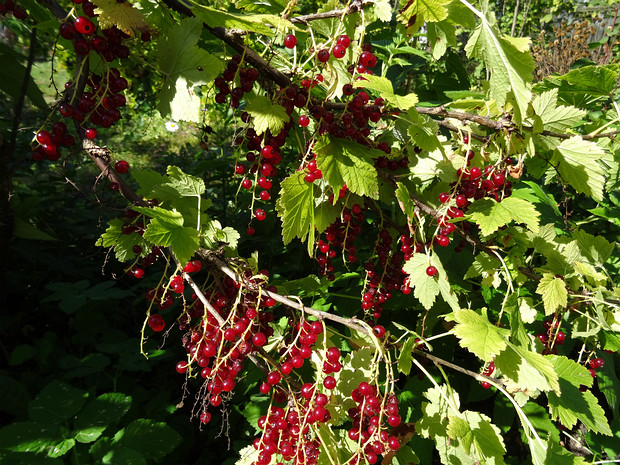 Смородина красная - Ribes rubrum
