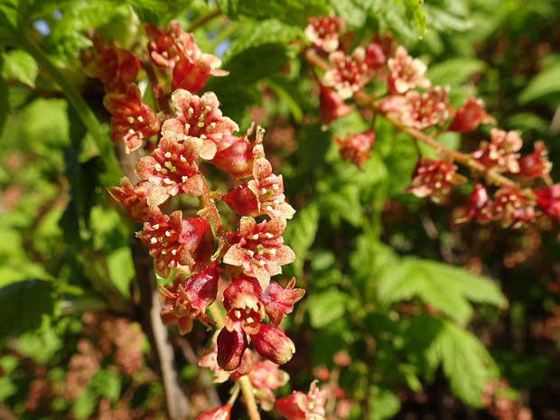 Смородина скальная - Ribes petraeum