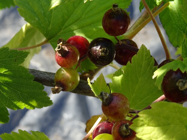 Смородина чёрная - Ribes nigrum