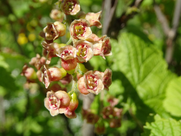 Смородина широколистная - Ribes latifolium