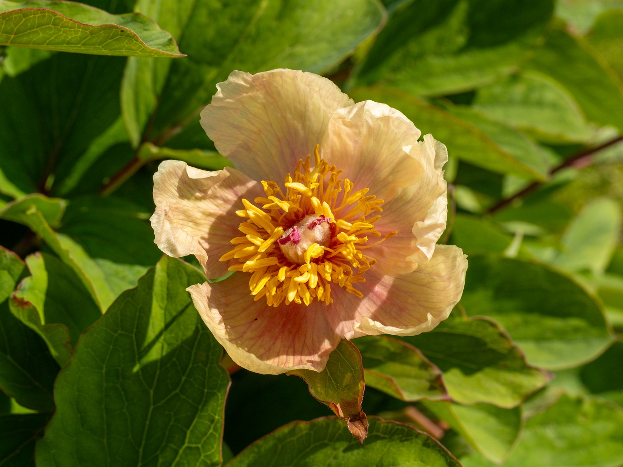 !Paeonia daurica subsp. mlokosewitschi _2025-06-01_1-3