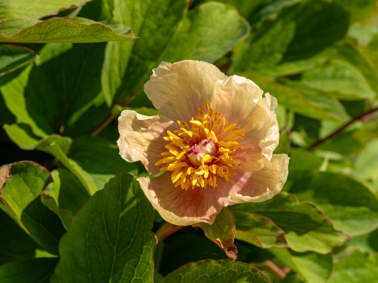 Paeonia daurica subsp. mlokosewitschi _2025-06-01_1-1