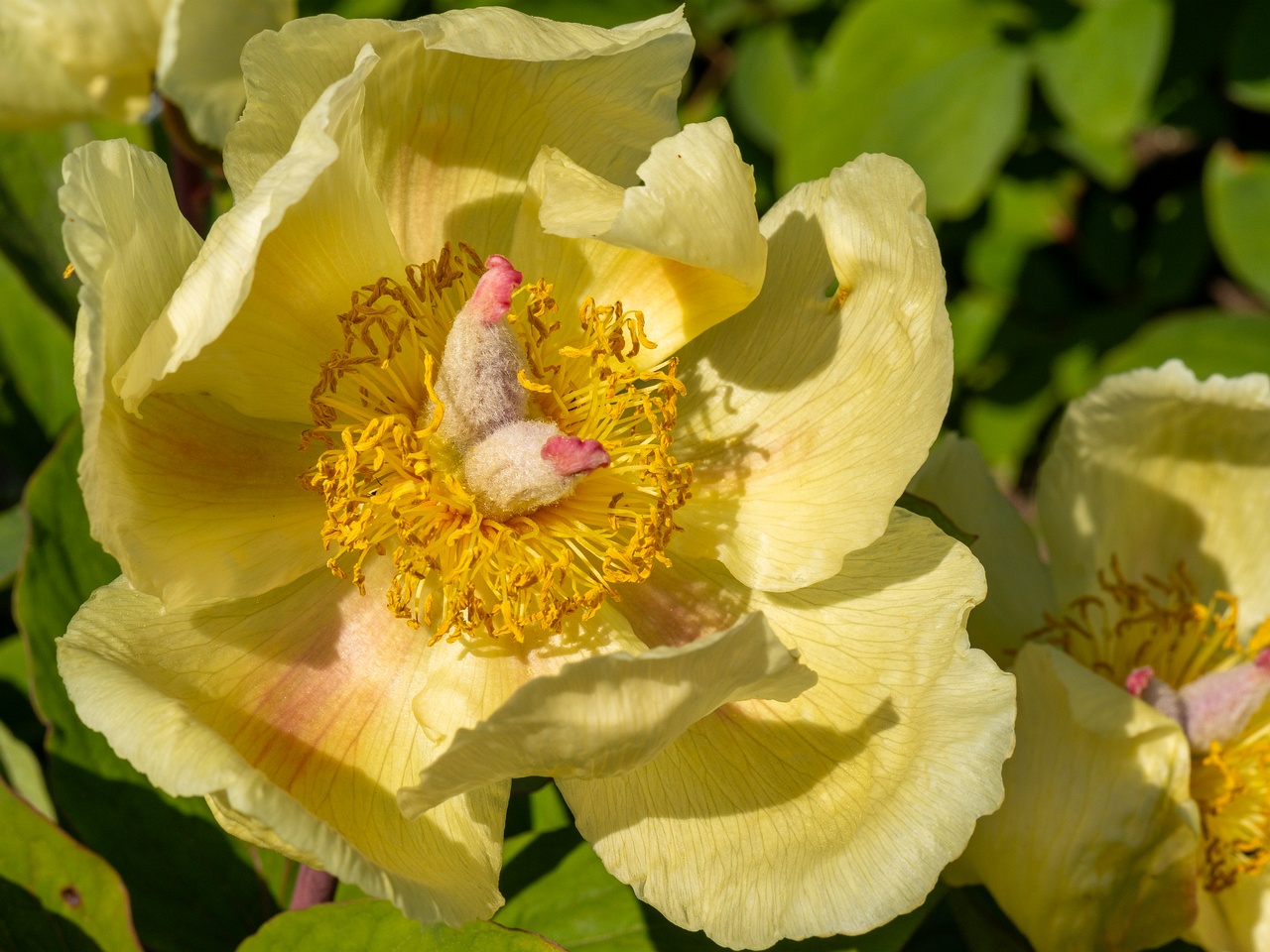 Paeonia daurica subsp. mlokosewitschi _2025-06-01_1-10