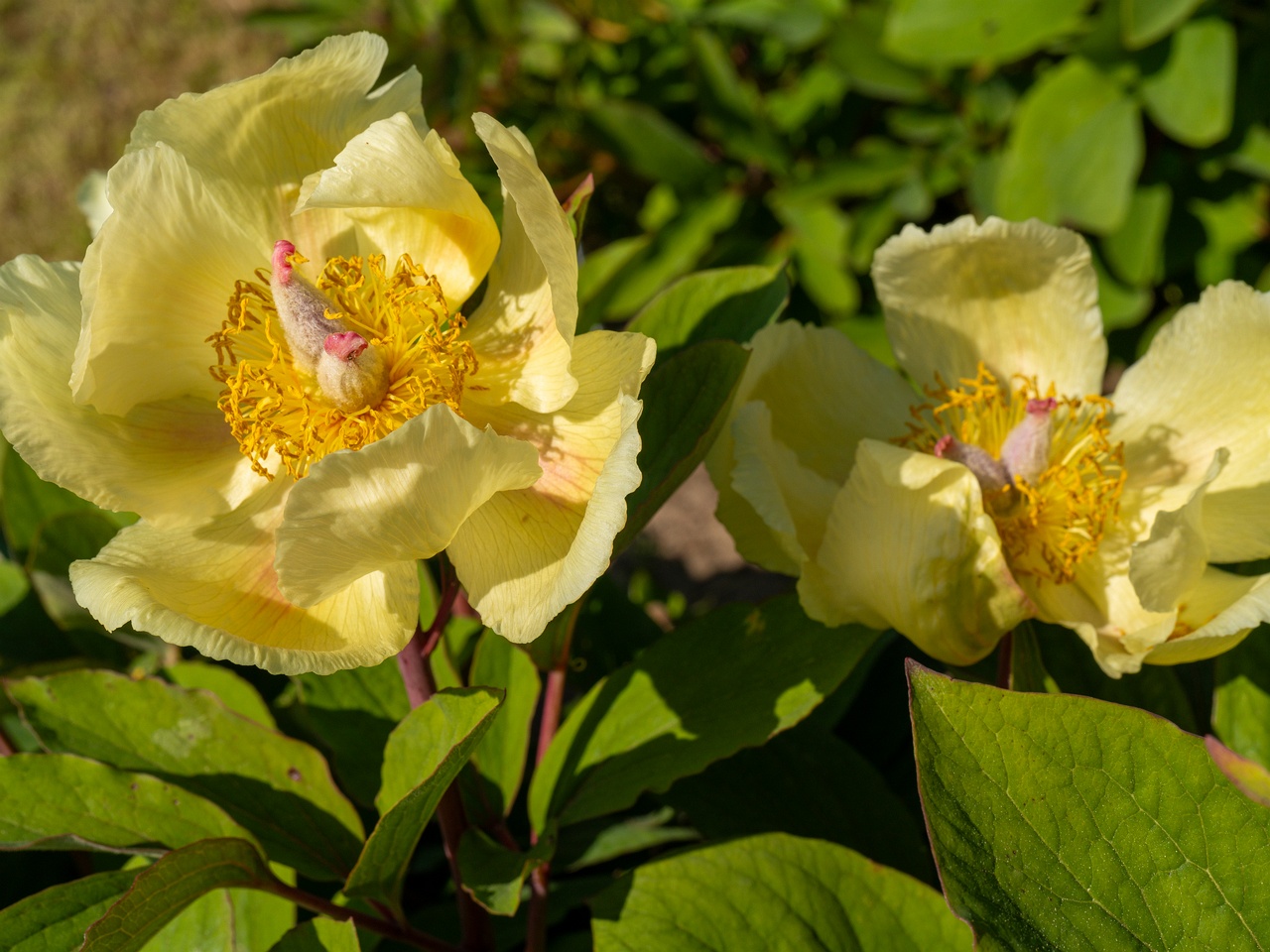 Paeonia daurica subsp. mlokosewitschi _2025-06-01_1-11