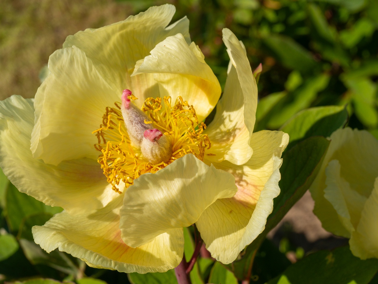 Paeonia daurica subsp. mlokosewitschi _2025-06-01_1-12