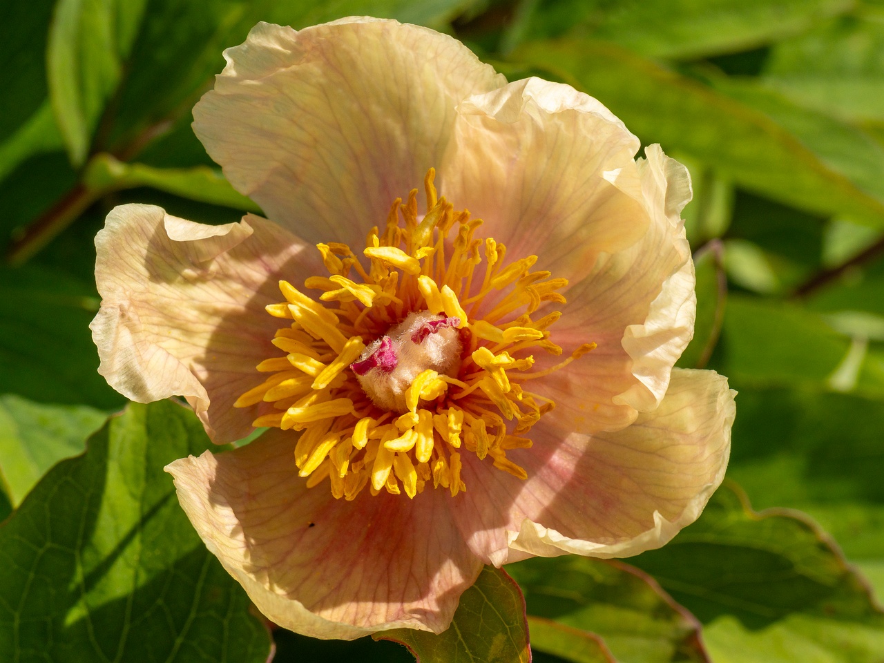 Paeonia daurica subsp. mlokosewitschi _2025-06-01_1-2