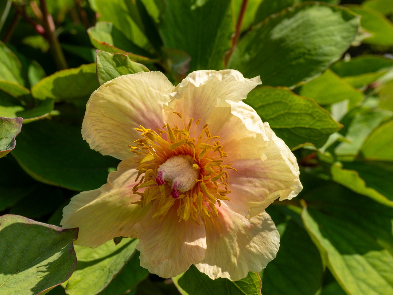 Paeonia daurica subsp. mlokosewitschi _2025-06-01_1-4