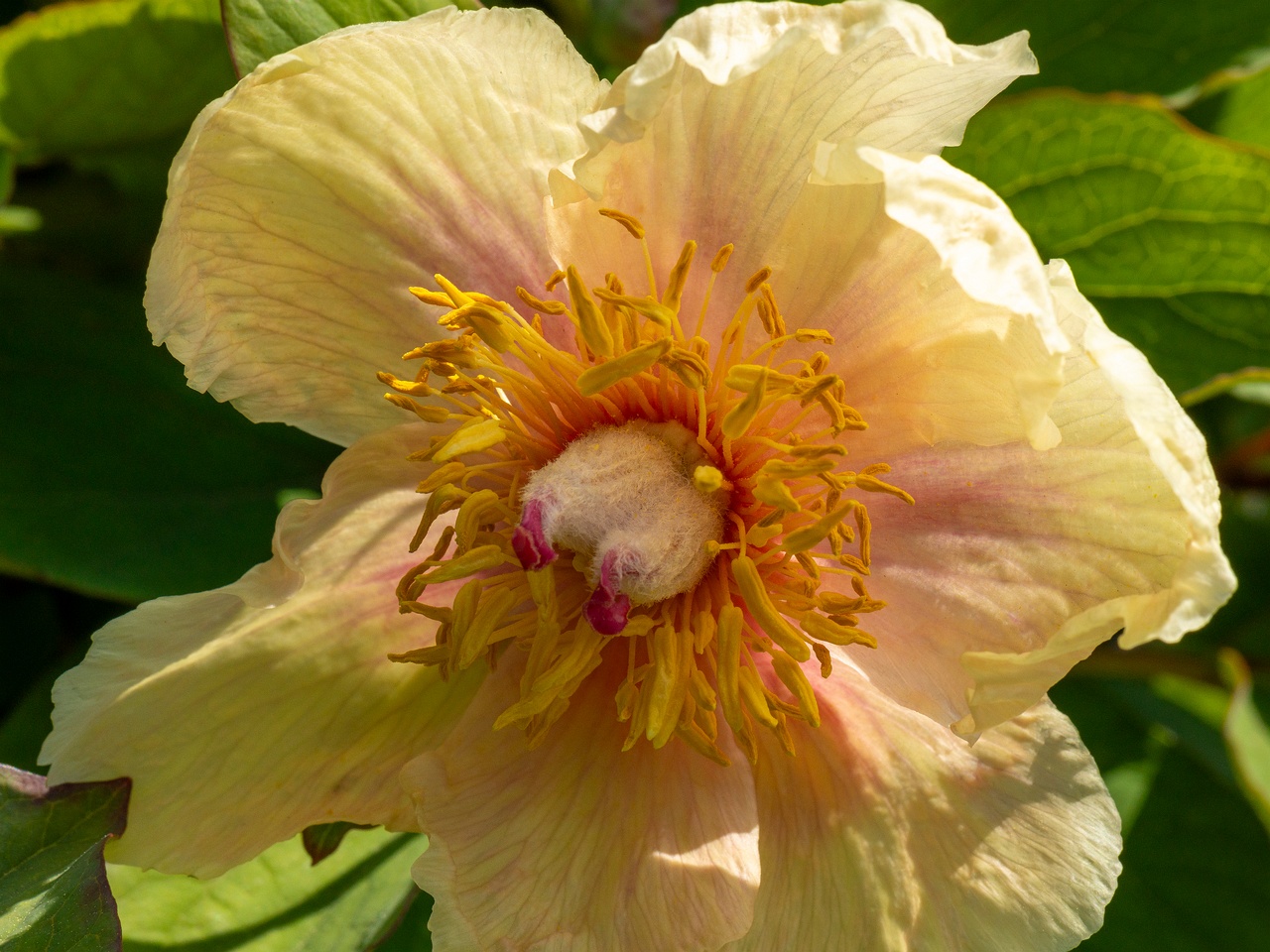 Paeonia daurica subsp. mlokosewitschi _2025-06-01_1-5