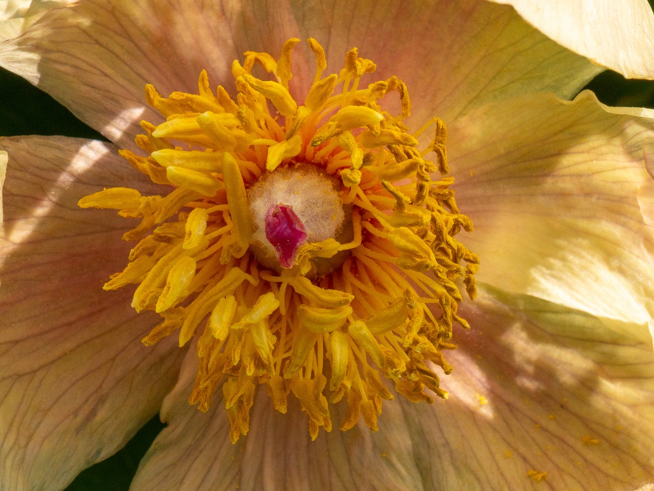Paeonia daurica subsp. mlokosewitschi _2025-06-01_1-6