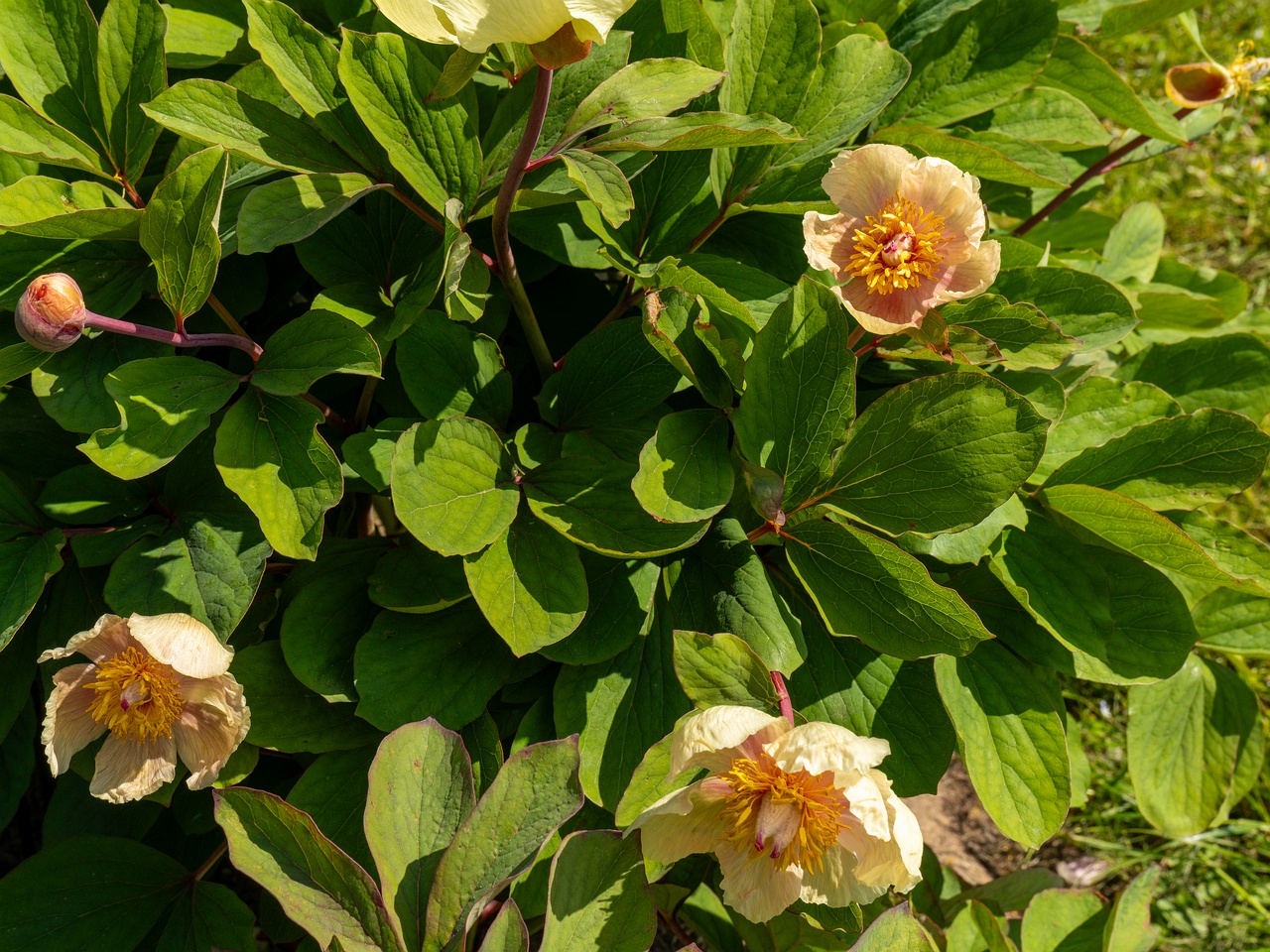 Paeonia daurica subsp. mlokosewitschi _2025-06-01_1-7