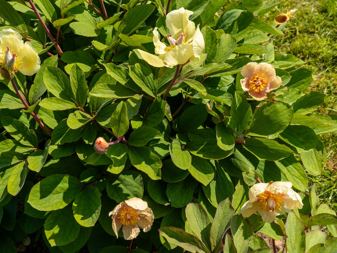 Paeonia daurica subsp. mlokosewitschi _2025-06-01_1-8